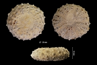 Phymosoma magnificu